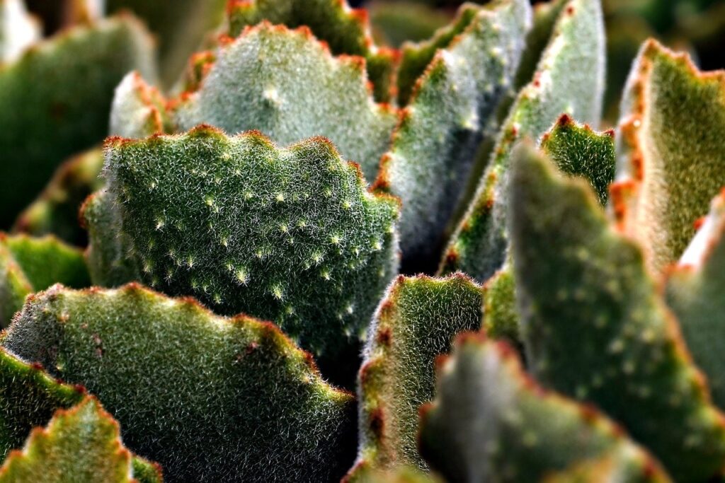 Cactus ijs